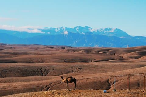 Agafay Desert Sunset Upplev Camel Ride Quad och Middag Show