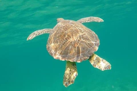 Lauderdale aan zee Datura Reef Snorkeltour