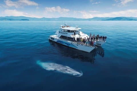 Hoteller i nærheden af Auckland Dolphin and Whale Watching Eco-Safari Cruise