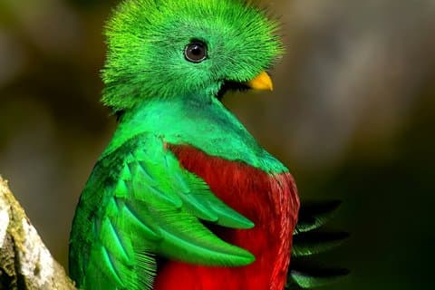 Tour di birdwatching della stagione del Quetzal nella foresta delle nuvole di Curicancha