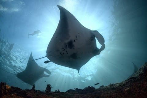 Schnorcheln mit Mantarochen in Nusa Penida