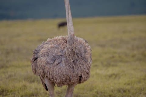 Luxus Private Safari Flucht zum Ngorongoro Krater – All Inclusive
