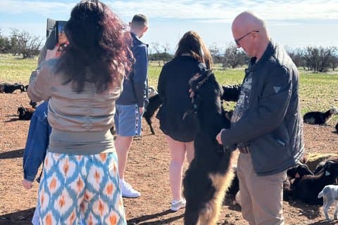 Famus Goat i Argan træer Tour-Agadir oplevelse
