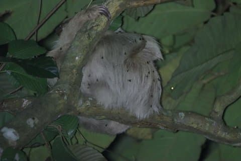 Passeio noturno em família para observar preguiças em La Fortuna
