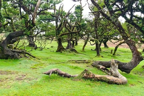 Madeira Edelsteine von Nord nach Süd erkunden