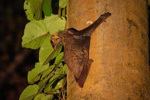Sandakan: 4D3N Imbak Canyon Tour Wild Expeditions