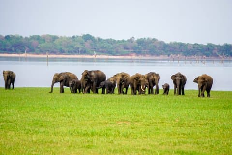 Minneriya National Park halfday Safari