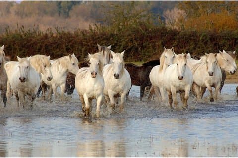 Camargue Regional Park: nature and wildlife, private day
