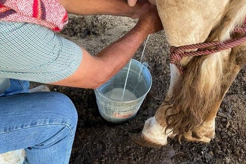 Cowboy Nick voor een dag : Authentieke Ranch ervaring