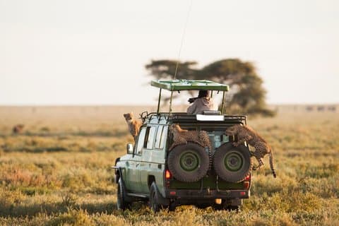 5Tage L Manyara, Serengeti Ngorongoro und Karatu Classic Safari