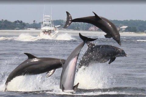 2 Stunden Schwimmen mit Delfinen in Panama City Beach