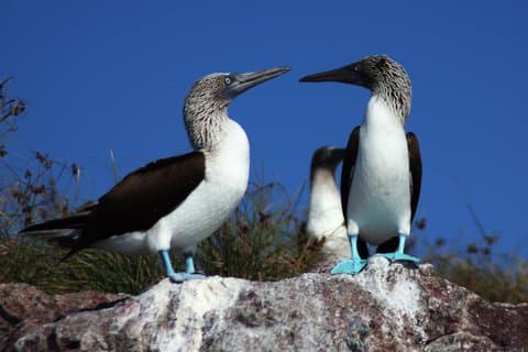 Meeresvogel im Marietas Island Nationalpark