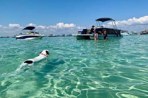Visites privées de dauphins et charters personnalisés à Destin
