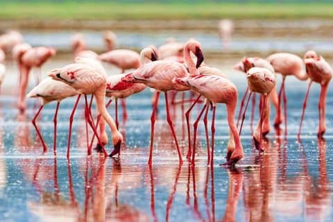 2 Day Private Safari Tour of Lake Nakuru National Park