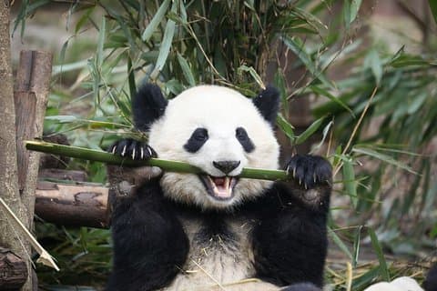 Chengdu 10 - time privat tilpasset bytur: inkludere panda base