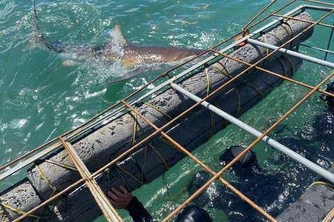 Shark Cage Diving e degustazione di vini da Città del Capo