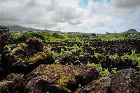 Terceira Island: Full-Day Tour + Wine Tasting Experience