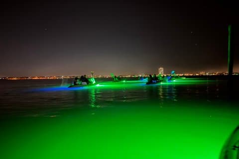 Tour notturno in kayak con fondo di vetro di Sharkey con alimentazione a base di pesce!