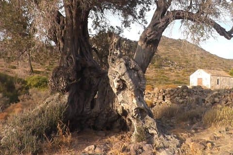 Aegina Ancient Olive Grove Eleonas and Perdika Village Tour