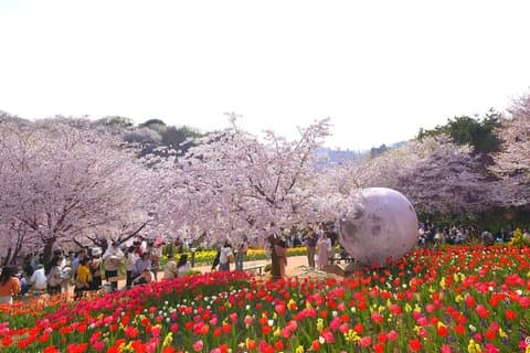 Excursión a Ansan Jarak-gil en flor de cerezo y la isla Nami