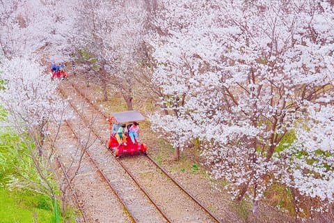 Seoul Eden Cherry Blossom, Nami Island, Alpaca och Rail Bike