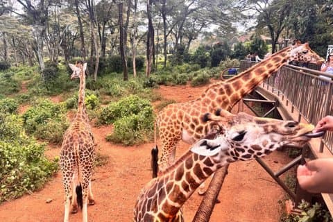 キリンセンターかずりビーズマサイコレクションショッピング小旅行