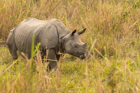 Kathmandu & Chitwan Tour: Culture, Wildlife Safari & Nature
