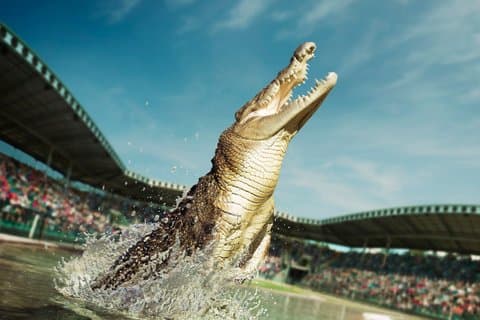 Excursion d'une journée au zoo de l'Australie au départ de Noosa