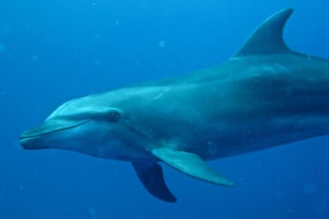 Scuba Diving Adventures in Rangiroa, French Polynesia