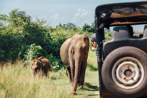 Udawalawa Safari tur fra Tangalle