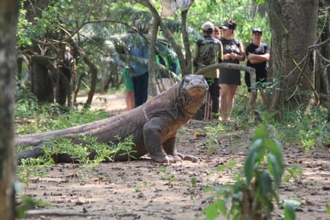 Top Komodo Island Shore Tour for passengers of Cruise Ship