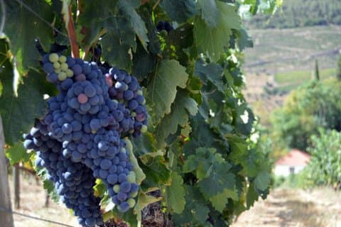 3-dagers Porto til Douro Valley og Braga mat og vin tur