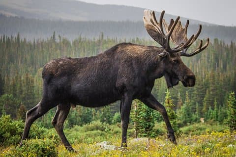 Arctic Wildlife Encounter – Private Shore Tour from Bodo Port