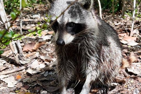 Excursion en bateau sur l'île de Raccoon Miami avec faune et baignade