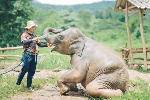 Elephant Sanctuary Chiang Mai, Forsränning, Zipline och vattenfall