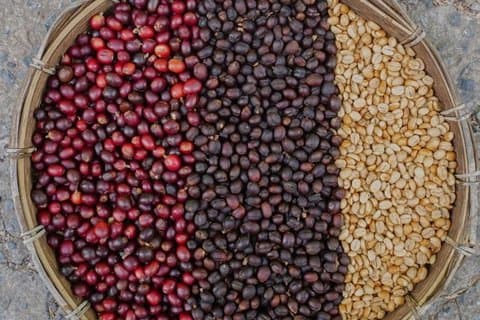 Coffee & Cacao Experience Plus Natação em Cataratas