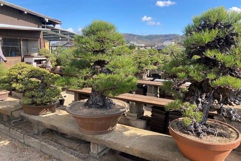 Kagawa Bonsai Private Tour (Kandaka Shojuen eller Kitadani Yoseien)