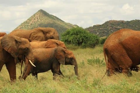 Safari di 5 giorni tra Aberdares, Solio e Samburu in jeep 4x4