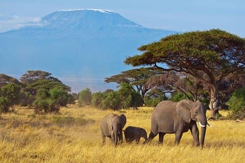 Excursion d'une journée dans le parc national Amboseli