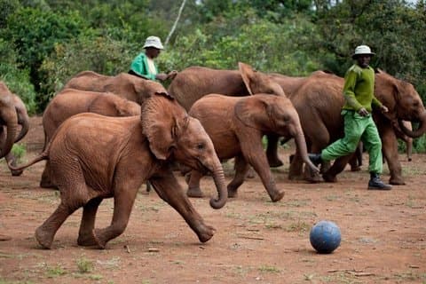 Nairobi Tour: Giraffe Center, Kobe Beads & Karen Blixen Museum