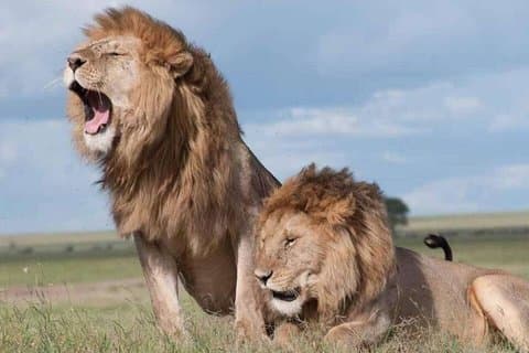 Visita guiada al Parque Nacional de Nairobi para entusiastas de la vida silvestre