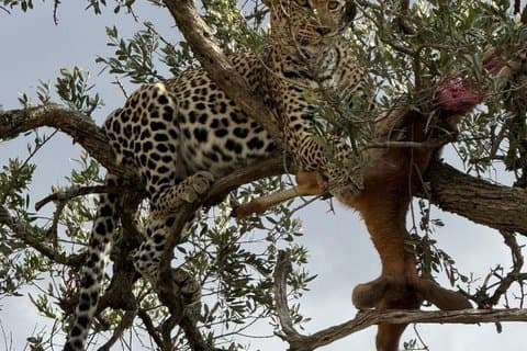 7 days maasai mara - Lake Nakuru - Lake Naivasha - Amboseli safari