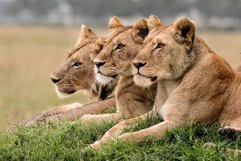 3 Giorni Gruppo Maasai Mara unendo Safari in un Land Cruiser 4x4
