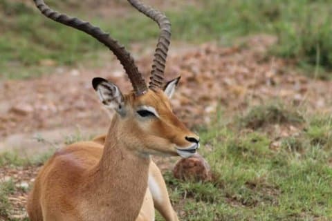 3 days maasai mara migration safari