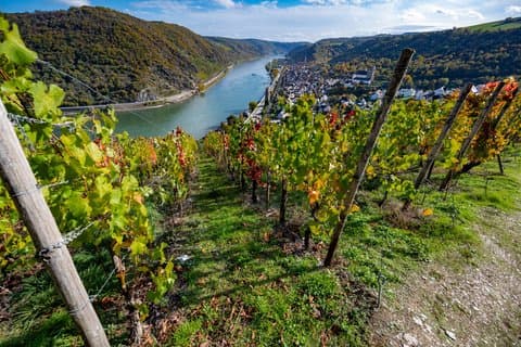 Private Shore Tour: Vin og historie opplevelse i Boppard