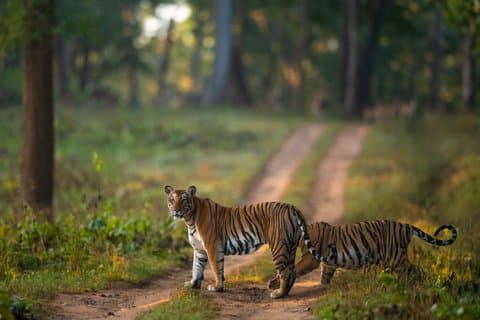 Nagarhole Park avec Safari en Jeep Visite privée au départ de Bangalore