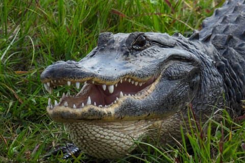 Everglades de Miami : Airboat, Alligators & Farm – Petit groupe
