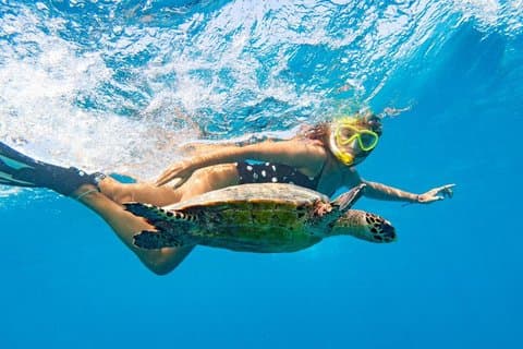 Oahu: Full-day Circle Island Tour med strandstopp og gratis Wi-Fi