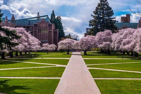 Glimpses of Seattle Cherry Blossom Tour