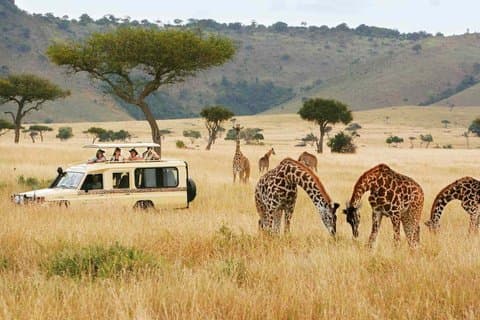 Masai Mara National Reserve Private Day Tour